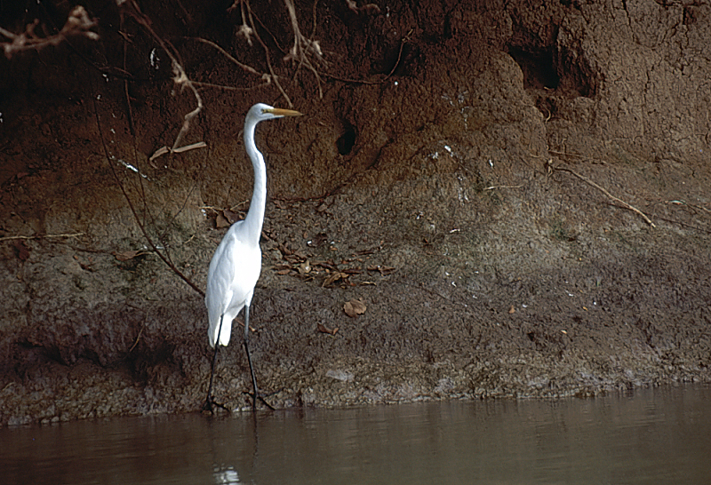 22_Grote zilverreiger, Cano Negro.jpg